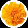 marigold_market